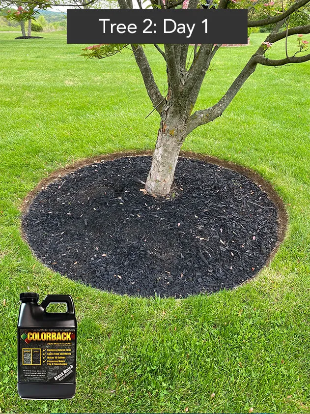 Mulch dye on tree 2 - day 1
