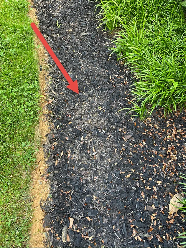 Mulch Dye gives patchy results