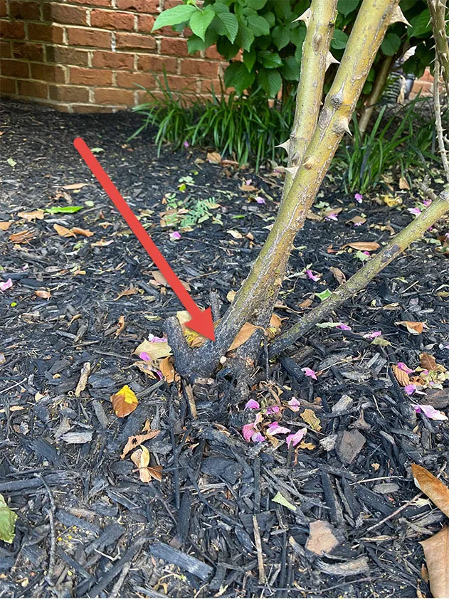 Mulch dye gets on roots of plants.