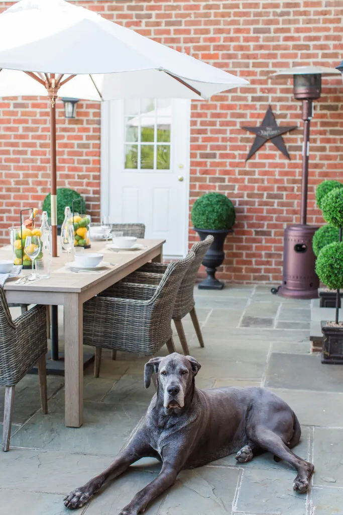 Even Mr. Pickles loves our faux-wood dining table!