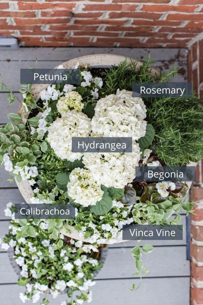 Flowers and plants used for a classic planter idea